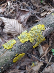 Xanthoria parietina