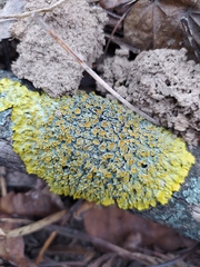 Xanthoria parietina