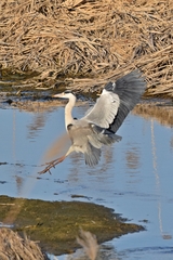Ardea cinerea
