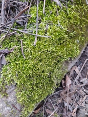 Brachythecium rutabulum