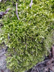 Brachythecium rutabulum