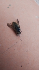 Tabanidae
