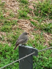 Phoenicurus ochruros