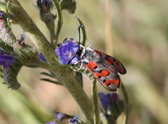 Zygaena rhadamanthus