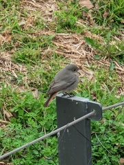 Phoenicurus ochruros