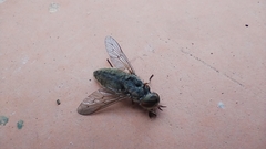 Tabanidae
