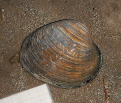 Arcticidae