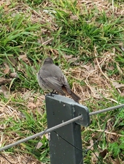 Phoenicurus ochruros