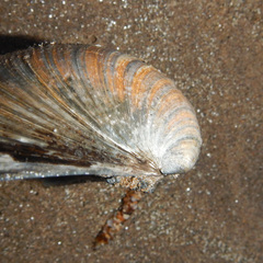 Arcticidae