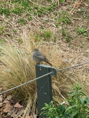 Phoenicurus ochruros
