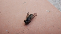 Tabanidae