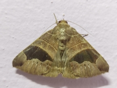 Bastilla joviana
