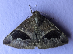 Bastilla joviana