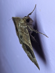 Bastilla joviana