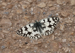 Melanargia russiae