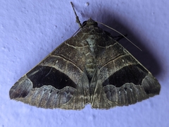 Bastilla joviana