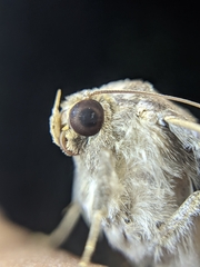 Bastilla joviana