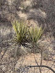 Yucca baccata
