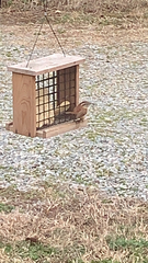 Thryothorus ludovicianus