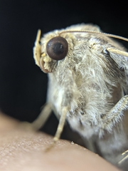 Bastilla joviana