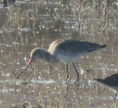 Limosa