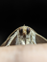 Bastilla joviana