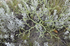 Goniolimon tataricum