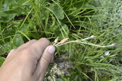 Takhtajaniantha austriaca