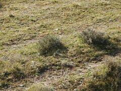 Lavandula pedunculata