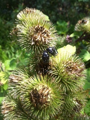 Oxythyrea funesta