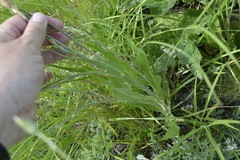 Takhtajaniantha austriaca