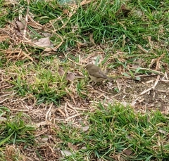 Phylloscopus collybita