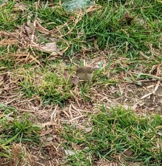 Phylloscopus collybita