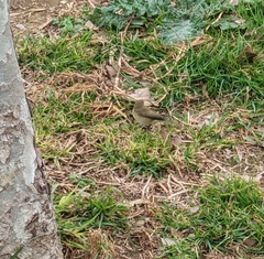 Phylloscopus collybita