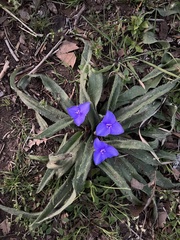 Tradescantia