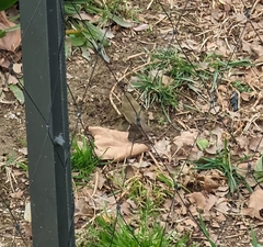 Phylloscopus collybita