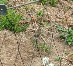 Phylloscopus collybita