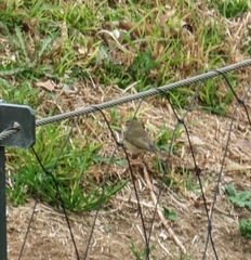 Phylloscopus collybita