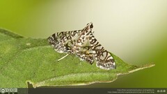 Glyphodes onychinalis