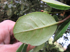 Myrcianthes