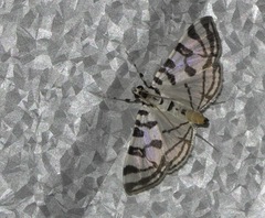 Conchylodes platinalis