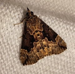 Hypena baltimoralis