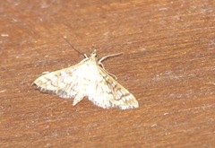 Epipagis fenestralis