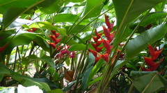 Heliconia stricta