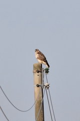Buteo japonicus