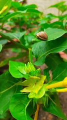 Epilachna clandestina