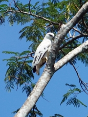 Pseudastur albicollis