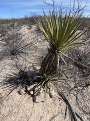 Yucca baccata