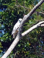 Pseudastur albicollis