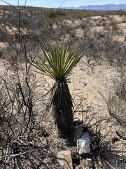 Yucca baccata